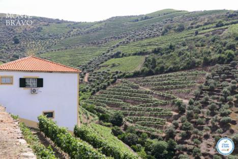 Ervedosa do Douro Quinta Do Monte Bravo - Douro - Quarto Duplo 빌라 외부 사진